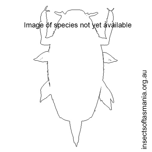 Species image