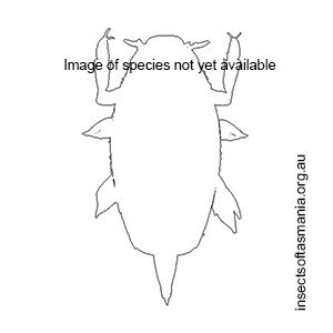 Macrogyrus angustatus
