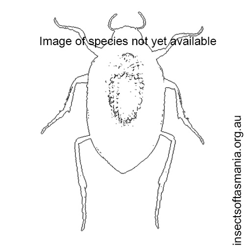 Species image