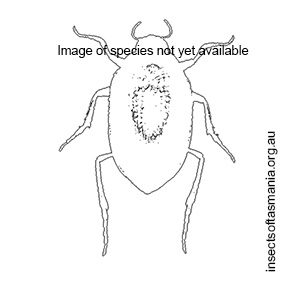 Haliplus fuscatus