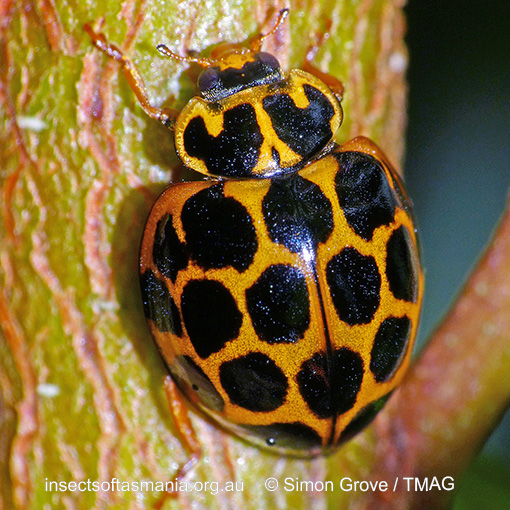 Species image
