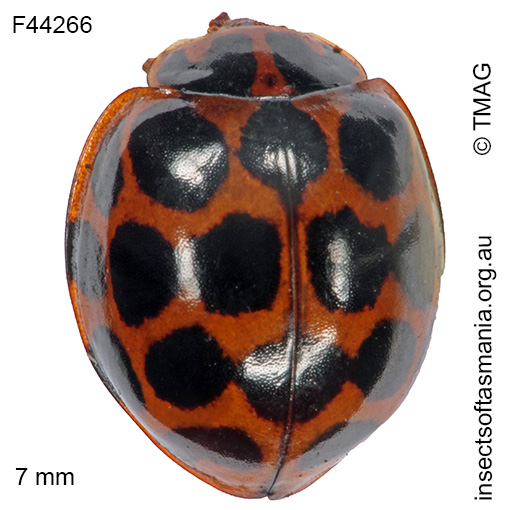 Species image