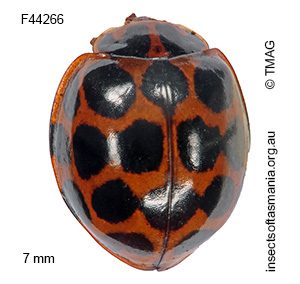 Harmonia conformis