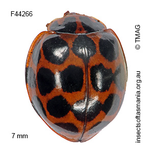 Harmonia conformis