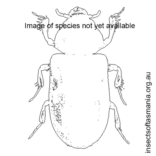 Image of species not yet available