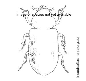 Elythomerus elongatulus