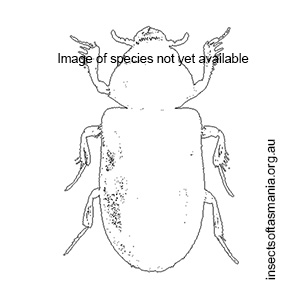 Elythomerus elongatulus
