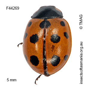 Hippodamia variegata