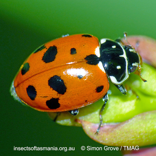 Species image