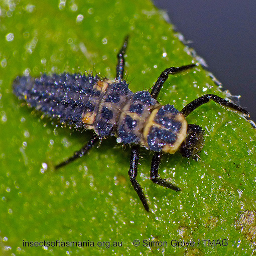Species image