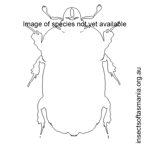 Species image