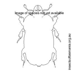 Acritus castaneus