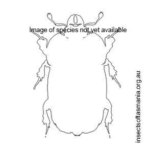 Gnathoncus rotundatus