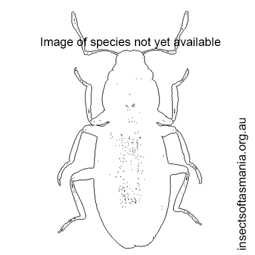 Species image