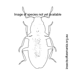 Hydraena ruinosa