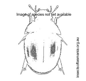 Anacaena horni