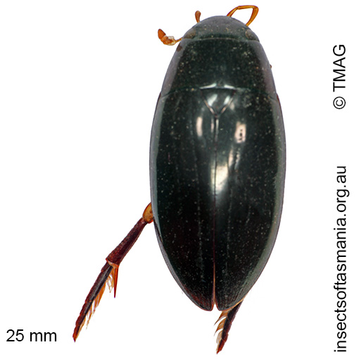 Species image