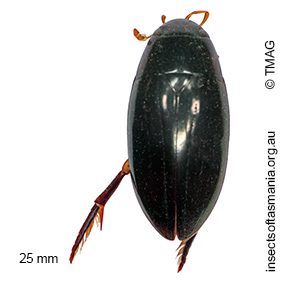 Hydrophilus albipes