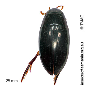 Hydrophilus albipes