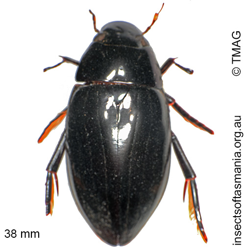 Species image