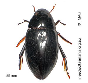 Hydrophilus latipalpus