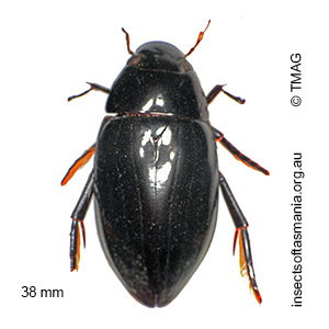 Hydrophiilus latipalpus