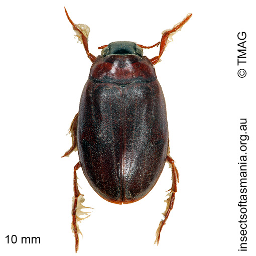 Species image