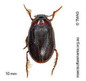 Hygrobia australasiae