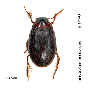 Hygrobia australasiae