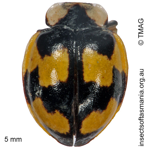 Species image