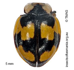 Illeis galbula