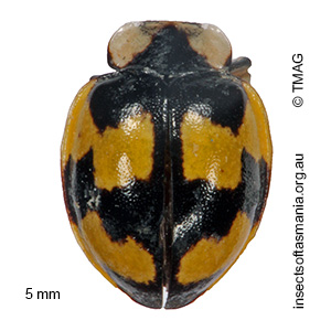 Illeis galbula