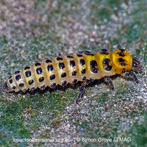 Species image