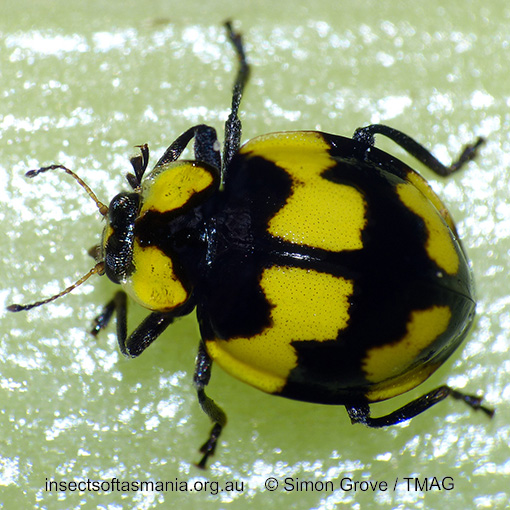 Species image