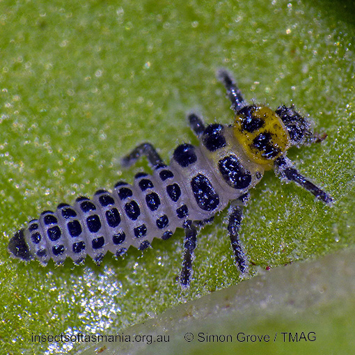 Species image