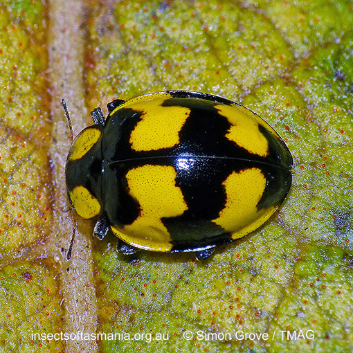 Species image