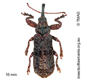 Isacantha dermestiventris