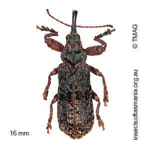 Isacantha dermestiventris