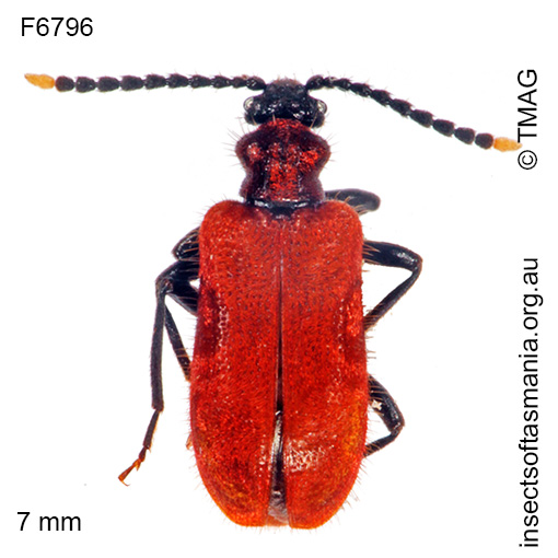 Species image