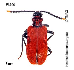 Lemodes coccinea