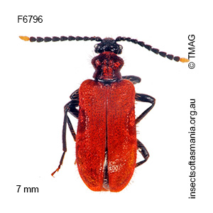 Lemodes coccinea