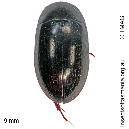 Species image