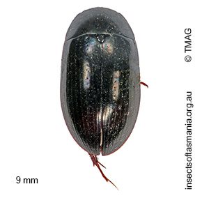Limnoxenus zealandicus