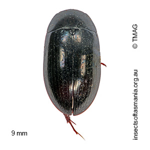 Limnoxenus zealandicus
