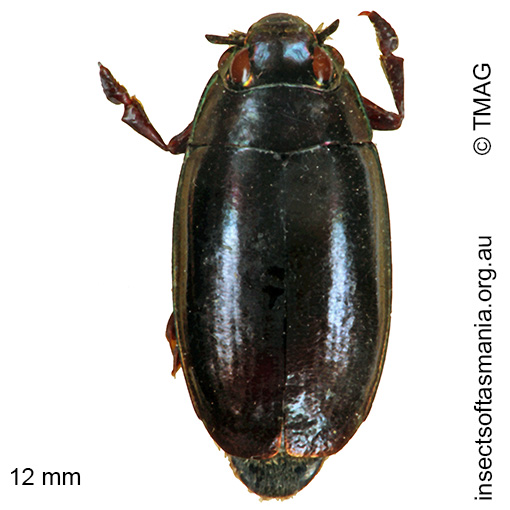 Species image
