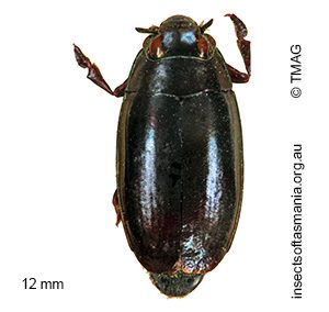 Macrogyrus howittii
