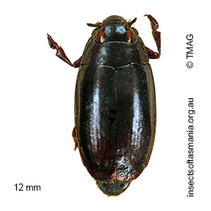 Macrogyrus howittii