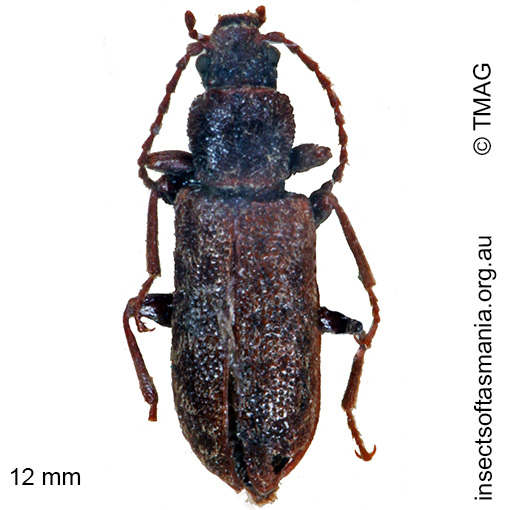 Species image