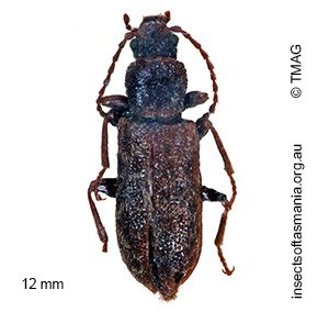 Meryx aequalis