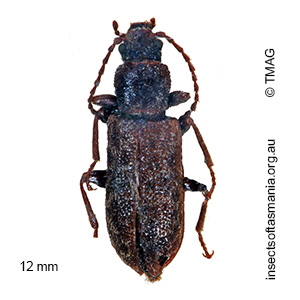 Meryx aequalis